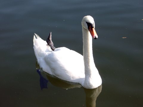 lake_greifensee_01